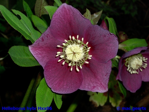 helleborus hybr